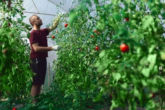 The Future of Greenhouse Technology: Innovations Revolutionizing Vegetable Farming